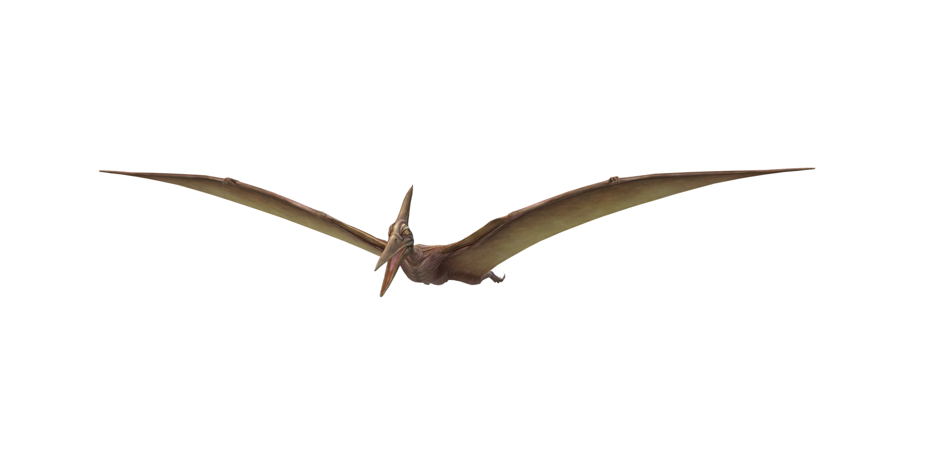 Pterodactyl isolated on a Transparent Background png