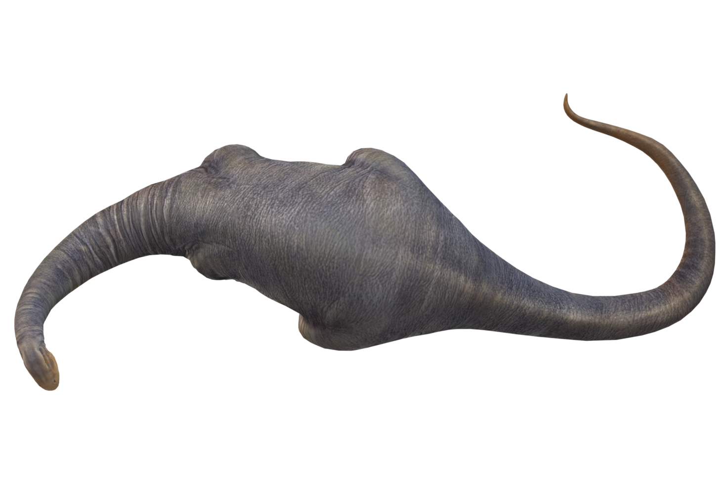 Apatosaurus isolated on a Transparent Background png