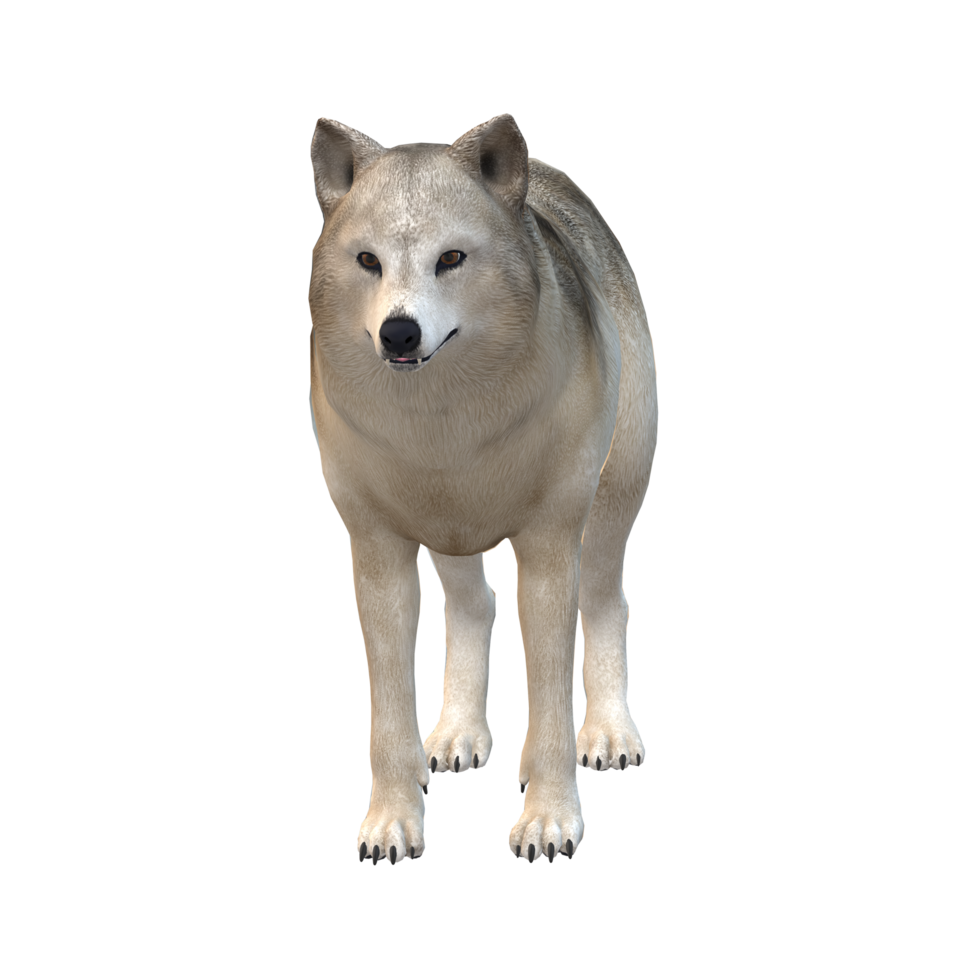 Wolf isolated on a Transparent Background png