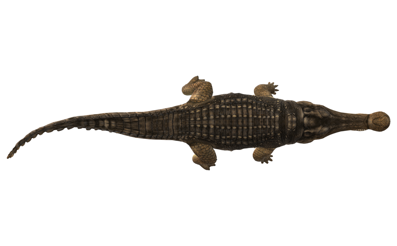 Sarcosuchus Crocodile isolated on a Transparent Background png