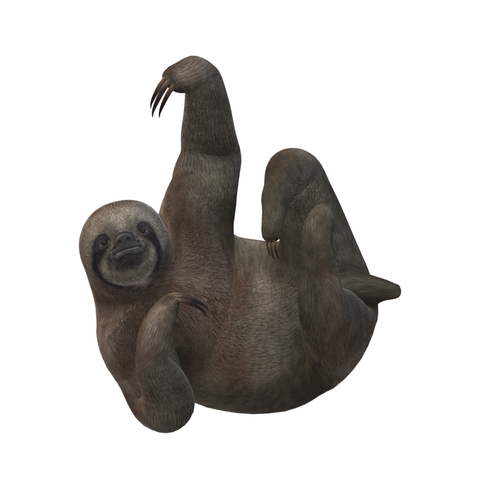 Sloth isolated on a Transparent Background png