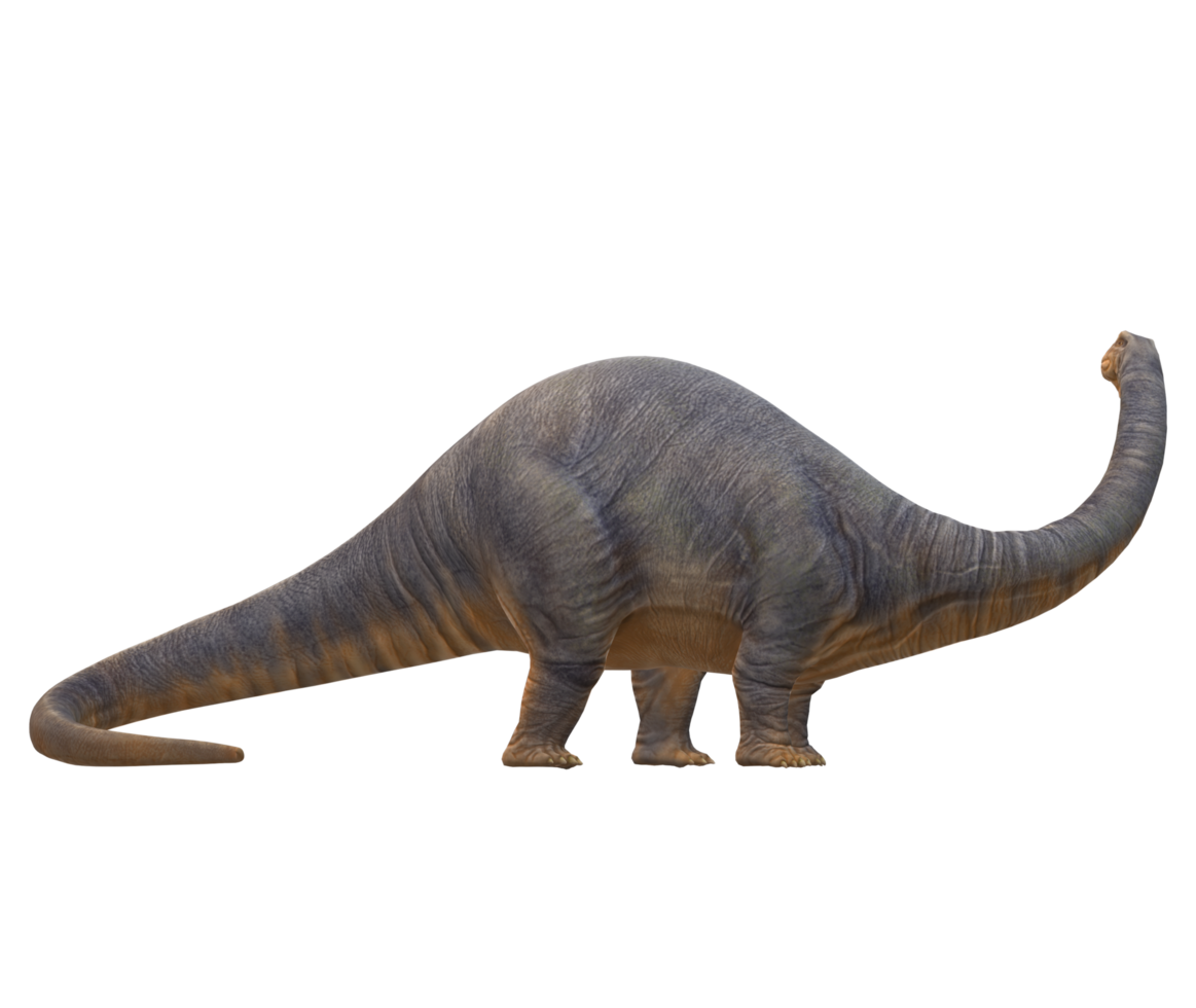 Apatosaurus isolated on a Transparent Background png