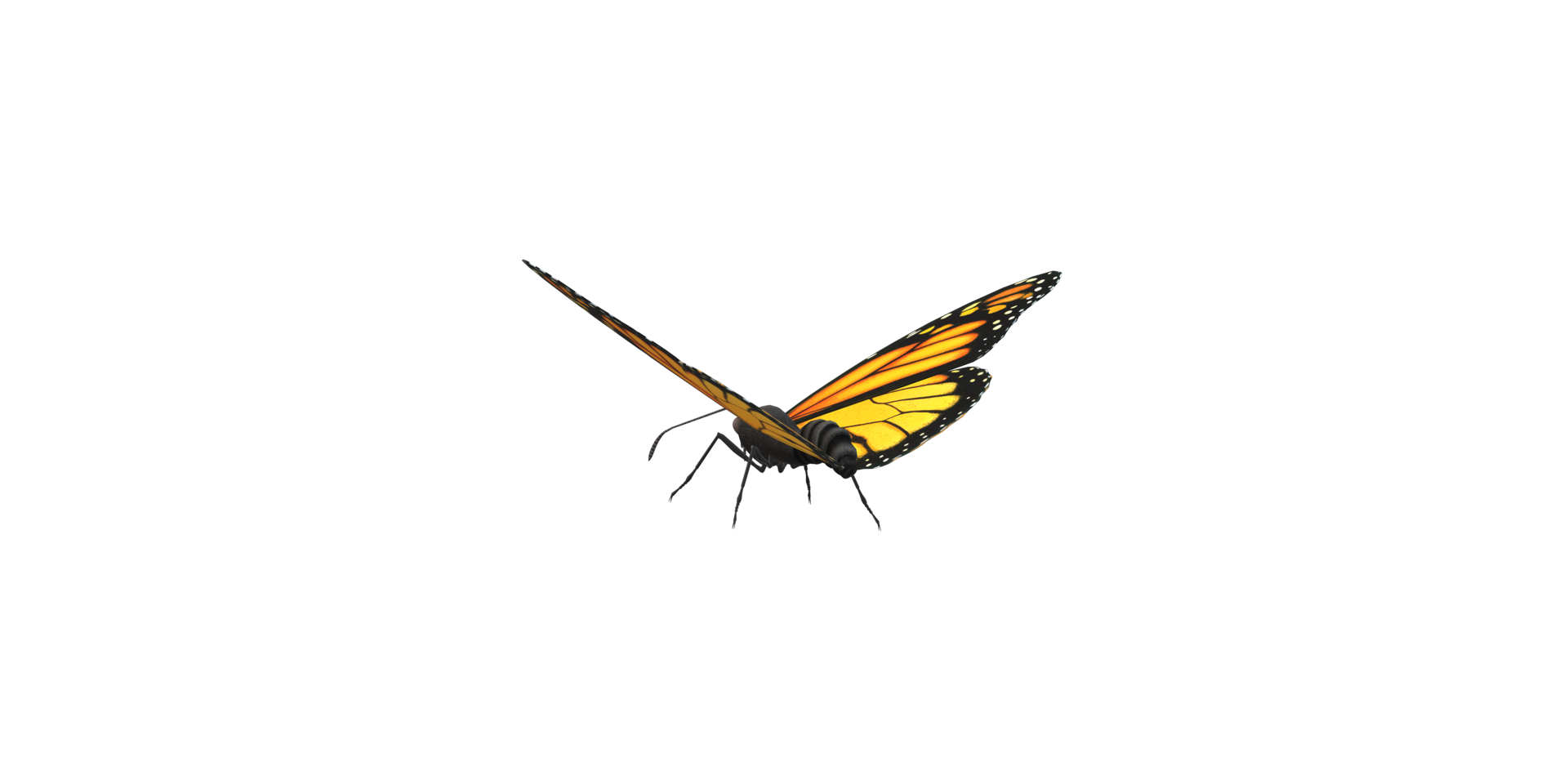 Monarch Butterfly isolated on a Transparent Background png