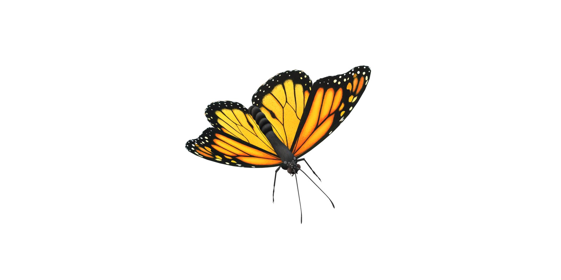 monarque papillon isolé sur une transparent Contexte png