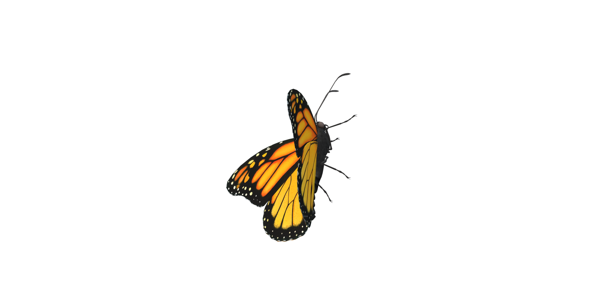 Monarch Butterfly isolated on a Transparent Background png