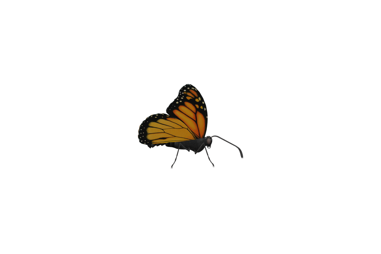 Monarch Butterfly isolated on a Transparent Background png