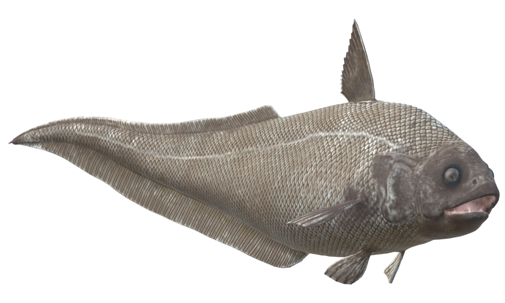 Abyssal Grenadier Fish Isolated on a Transparent Background png