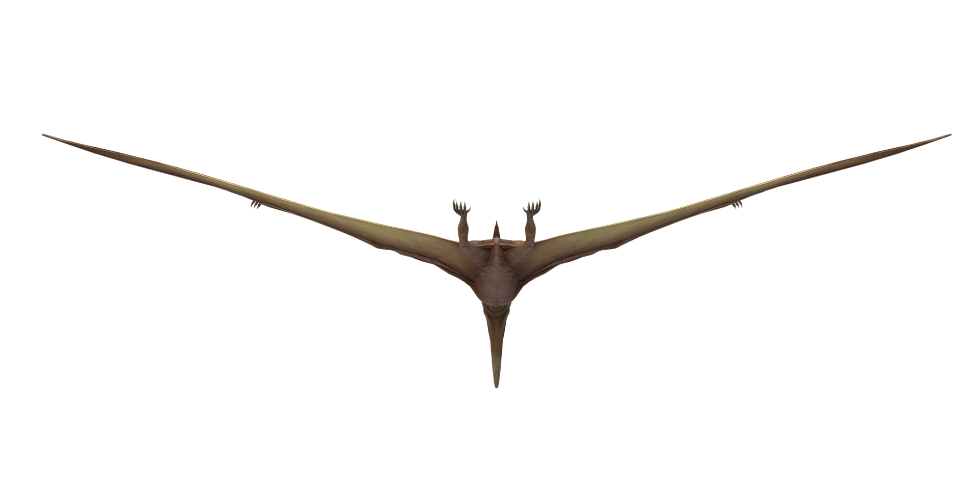 Pterodactyl isolated on a Transparent Background png