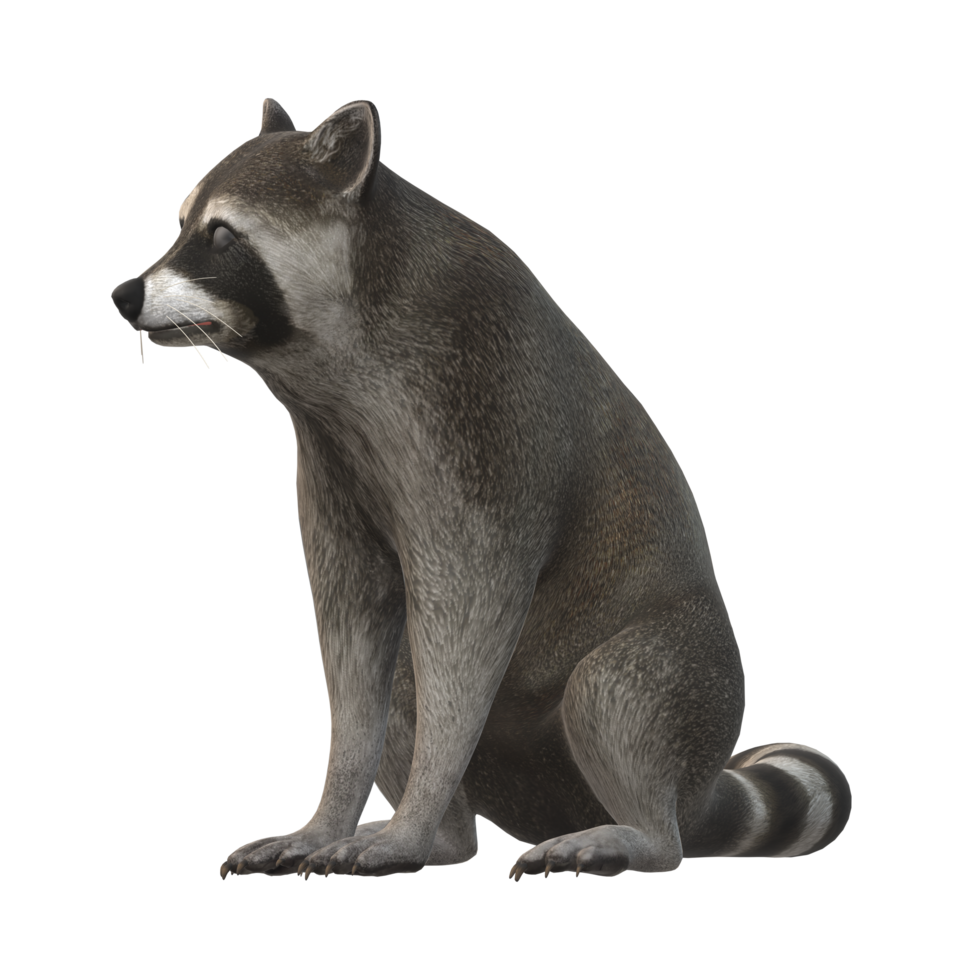 Raccoon isolated on a Transparent Background png