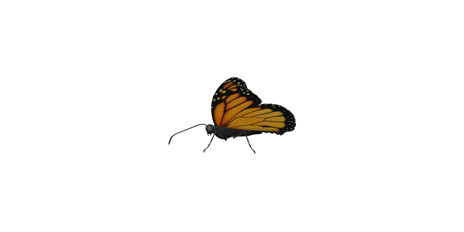 Monarch Butterfly isolated on a Transparent Background png