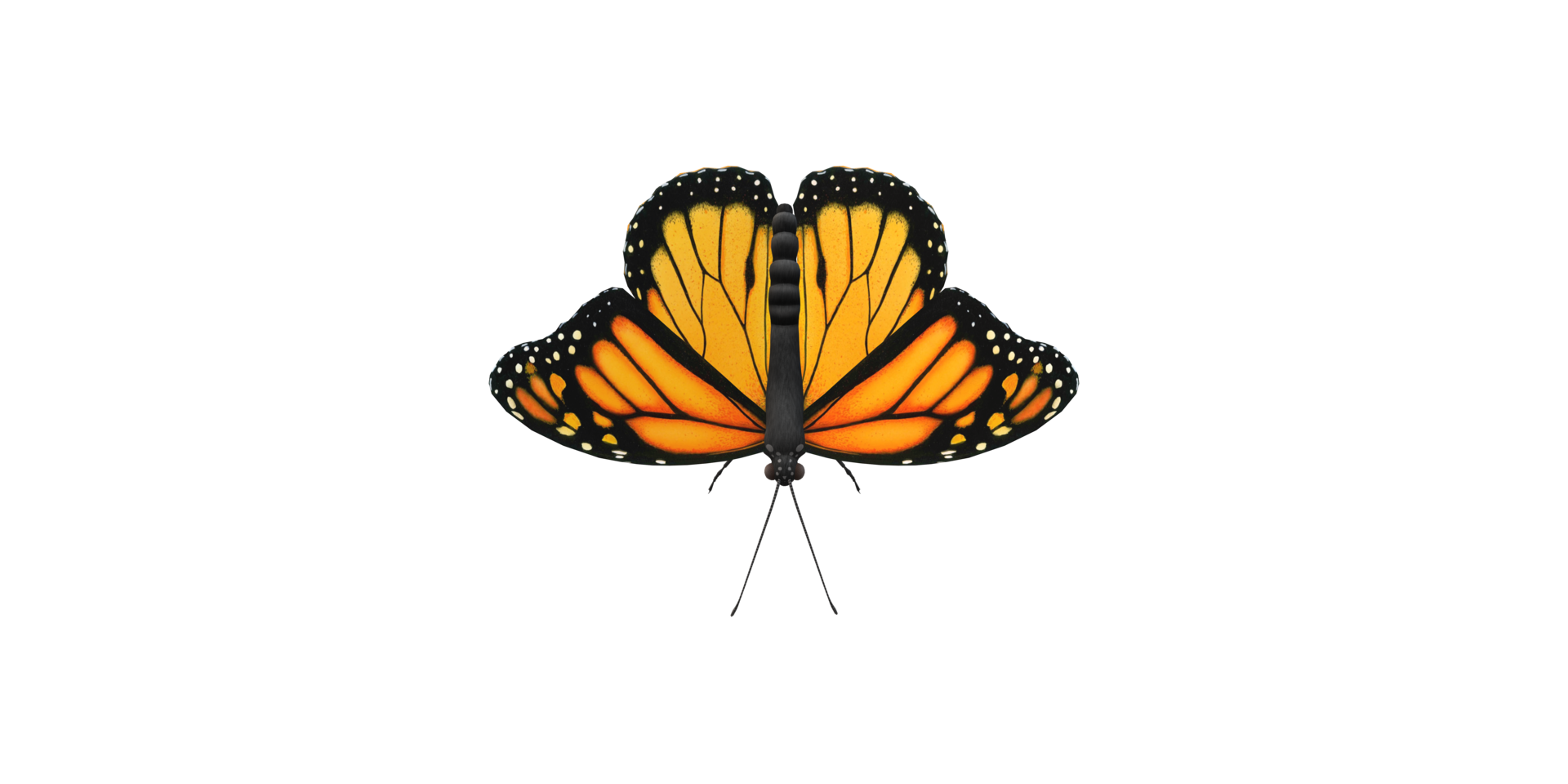 Monarch Butterfly isolated on a Transparent Background png