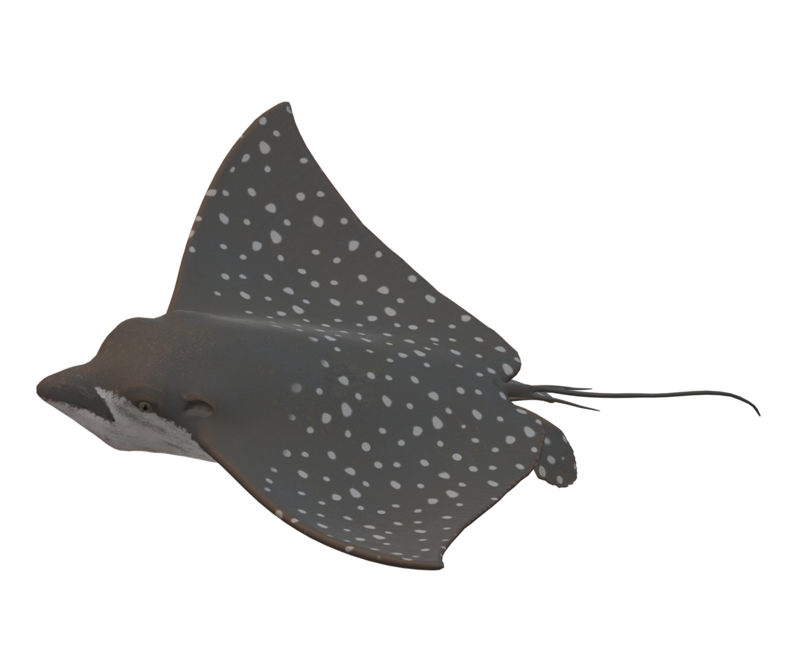 Stingray Fish isolated on a Transparent Background png