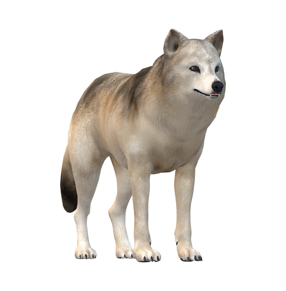 Wolf isolated on a Transparent Background png