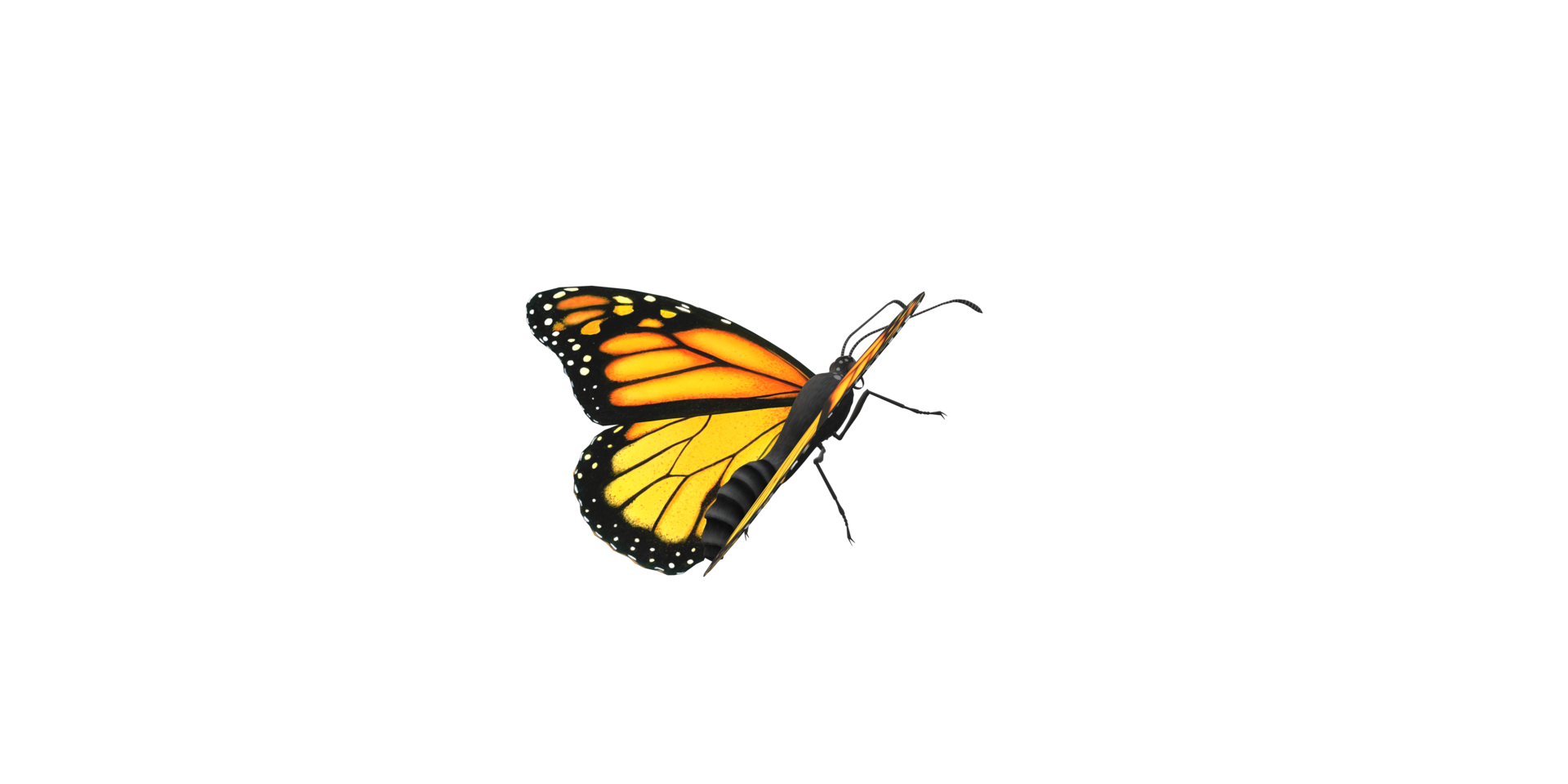 Monarch Schmetterling isoliert auf ein transparent Hintergrund png