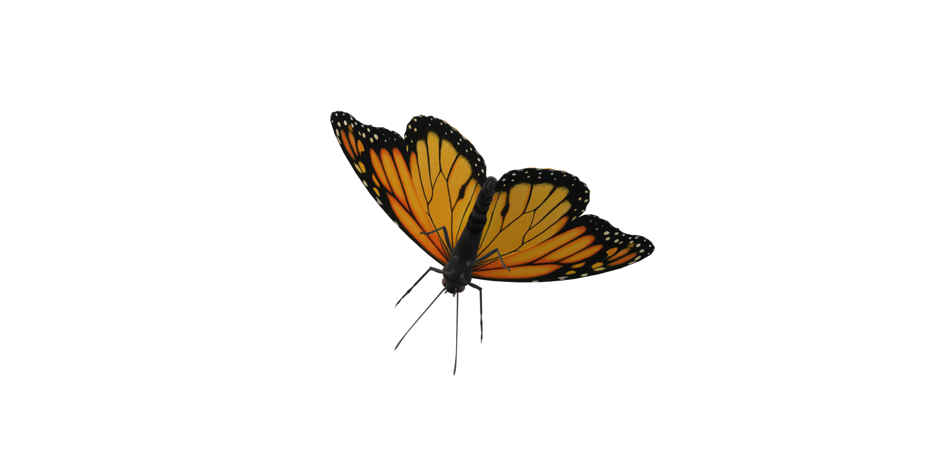 Monarch Butterfly isolated on a Transparent Background png