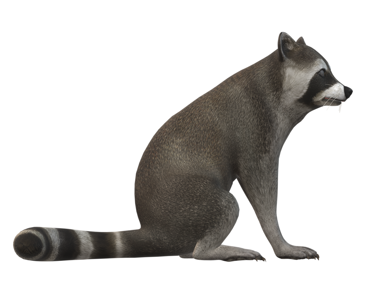 Raccoon isolated on a Transparent Background png