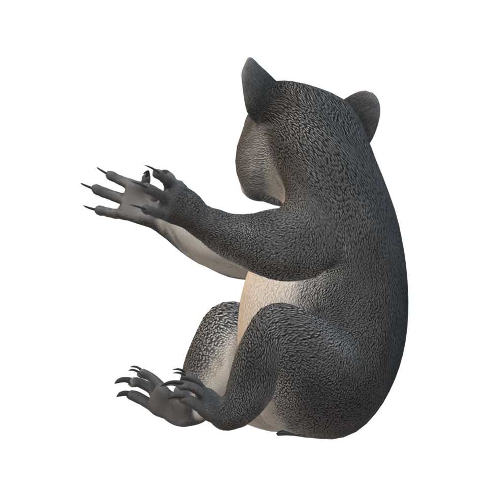 Koala Bear isolated on a Transparent Background png