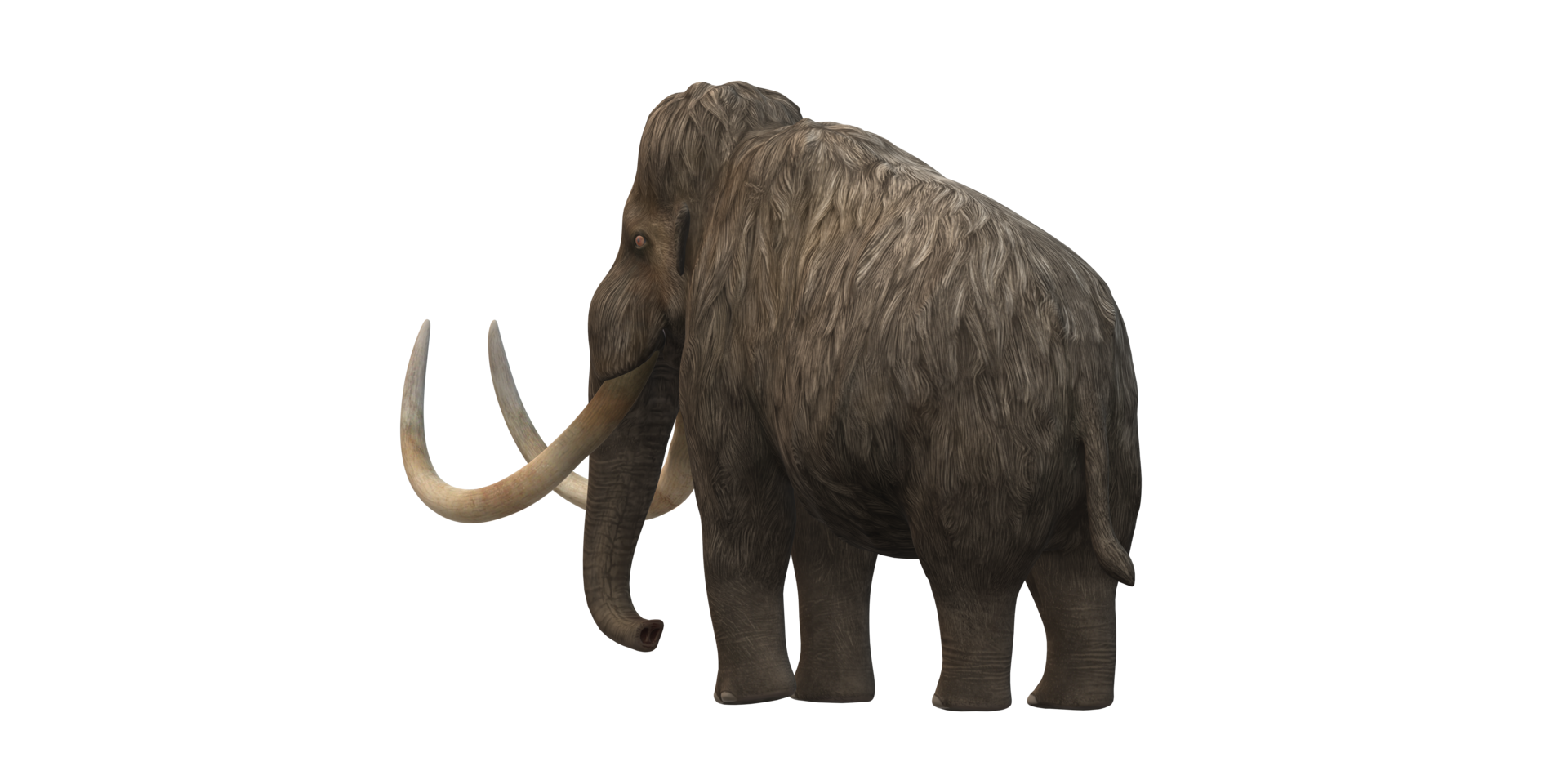 Woolly Mammoth isolated on a Transparent Background png