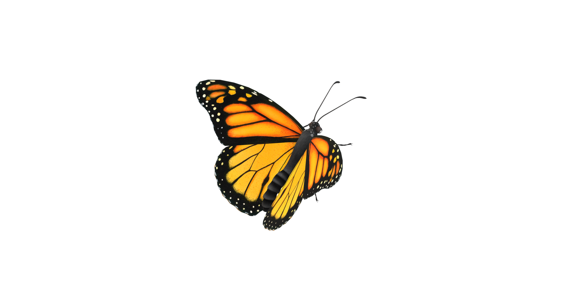 Monarch Butterfly isolated on a Transparent Background png