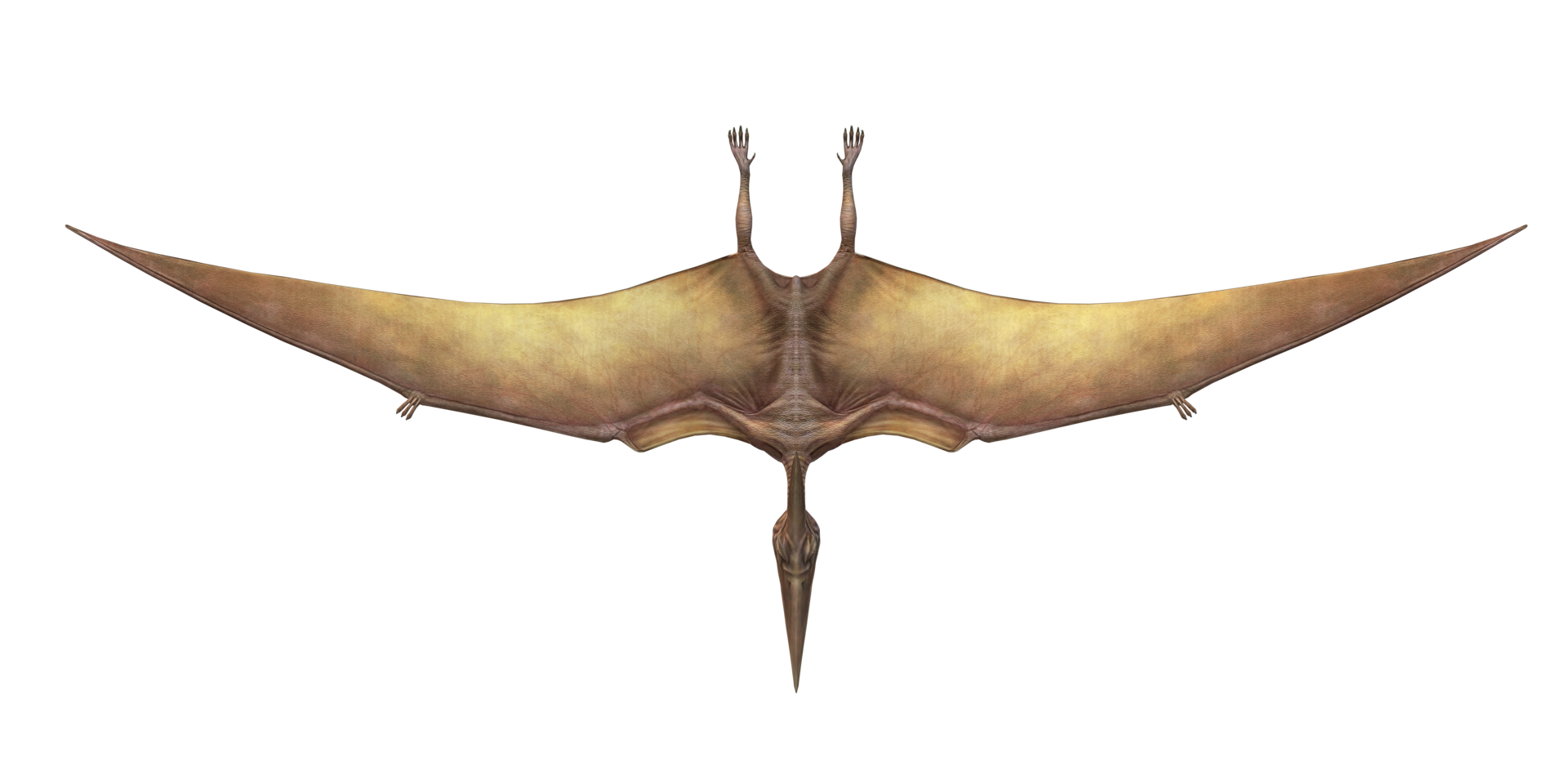 Pterodactyl isolated on a Transparent Background png