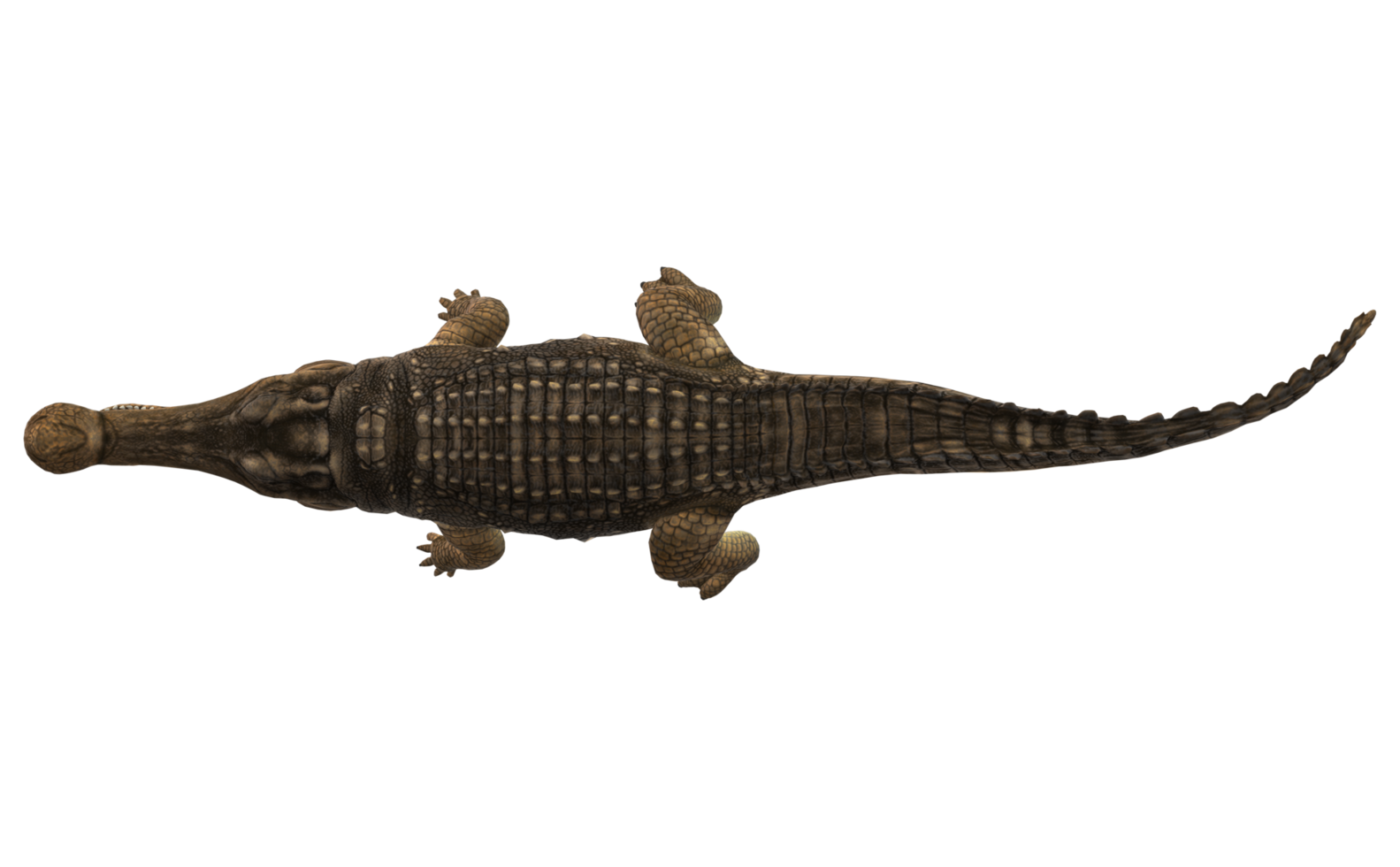 Sarcosuchus Crocodile isolated on a Transparent Background png