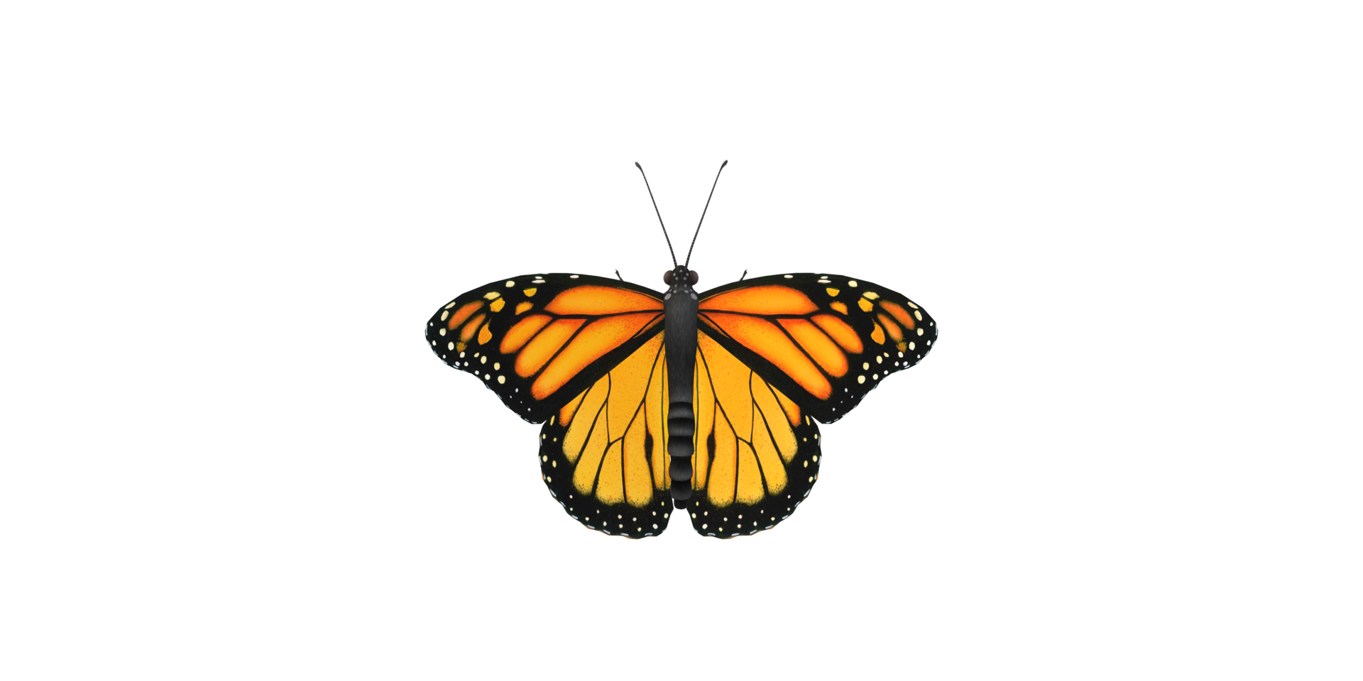 Monarch Butterfly isolated on a Transparent Background png