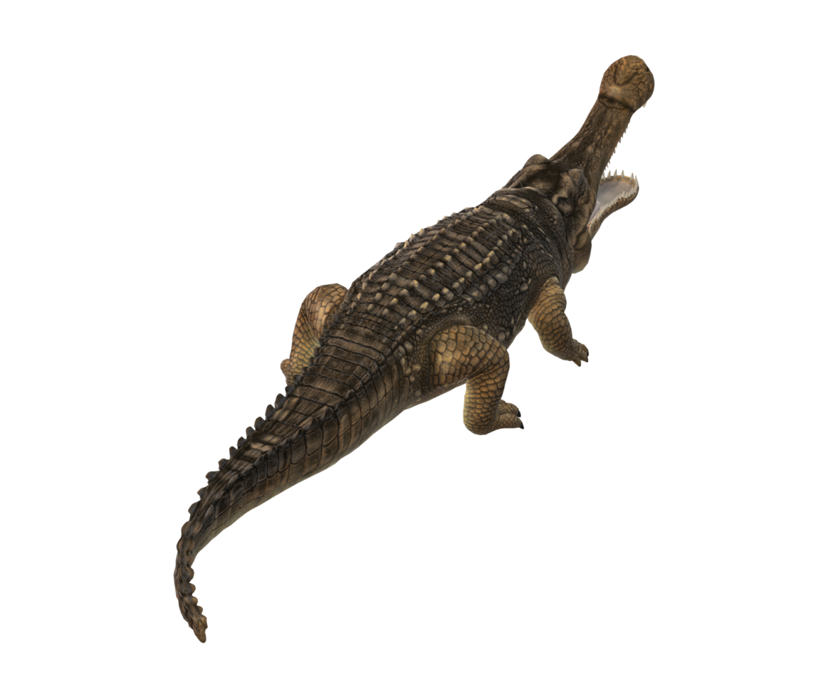 sarcosuchus krokodil isolerat på en transparent bakgrund png