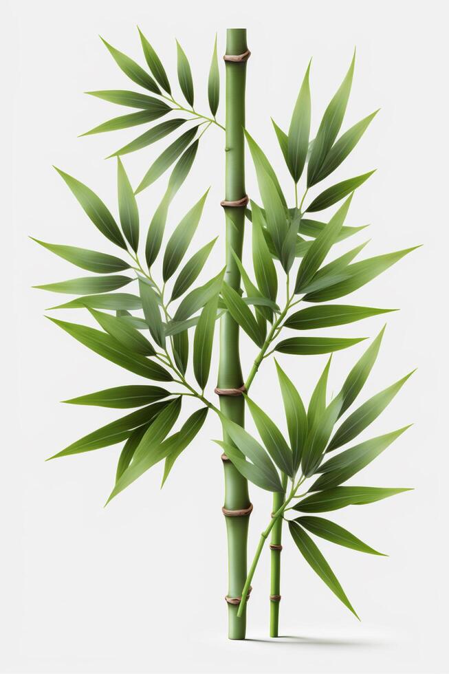 Isolated Bamboo Plant on White Background A Symbol of Purity, Strength, and Flexibility photo