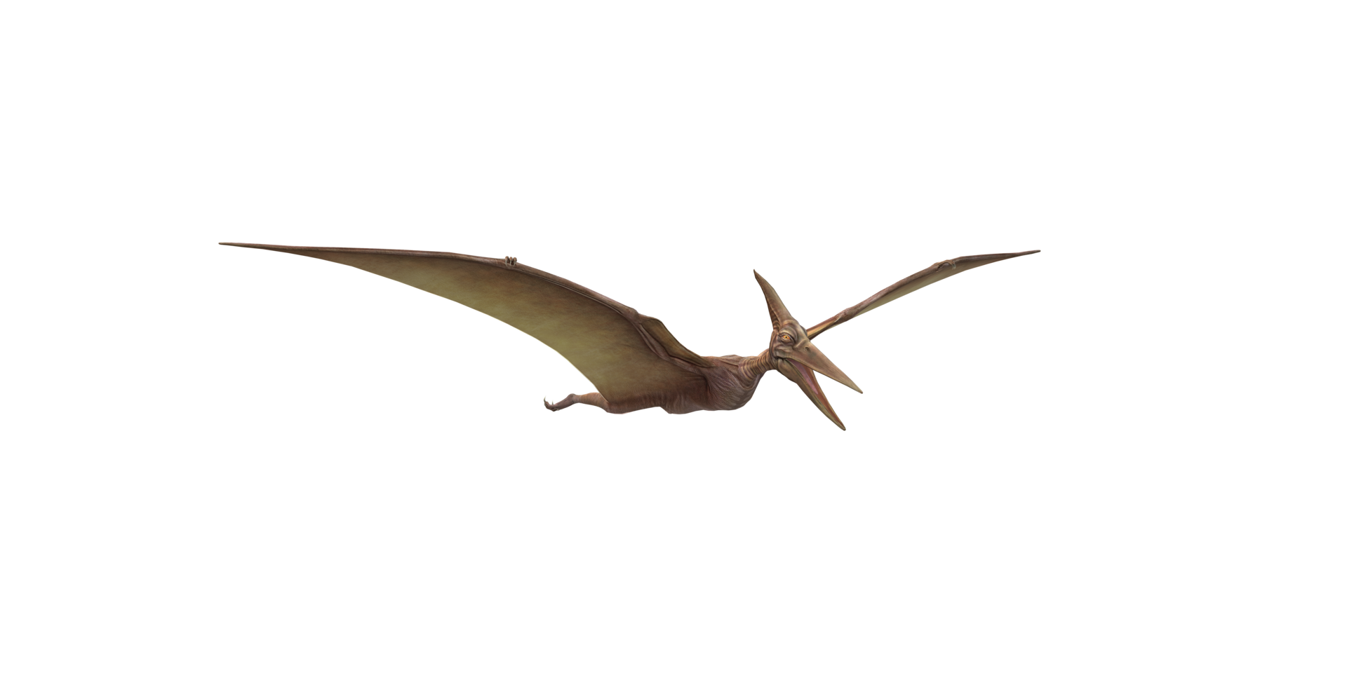 Pterodactyl Png, Transparent Png , Transparent Png Image - PNGitem