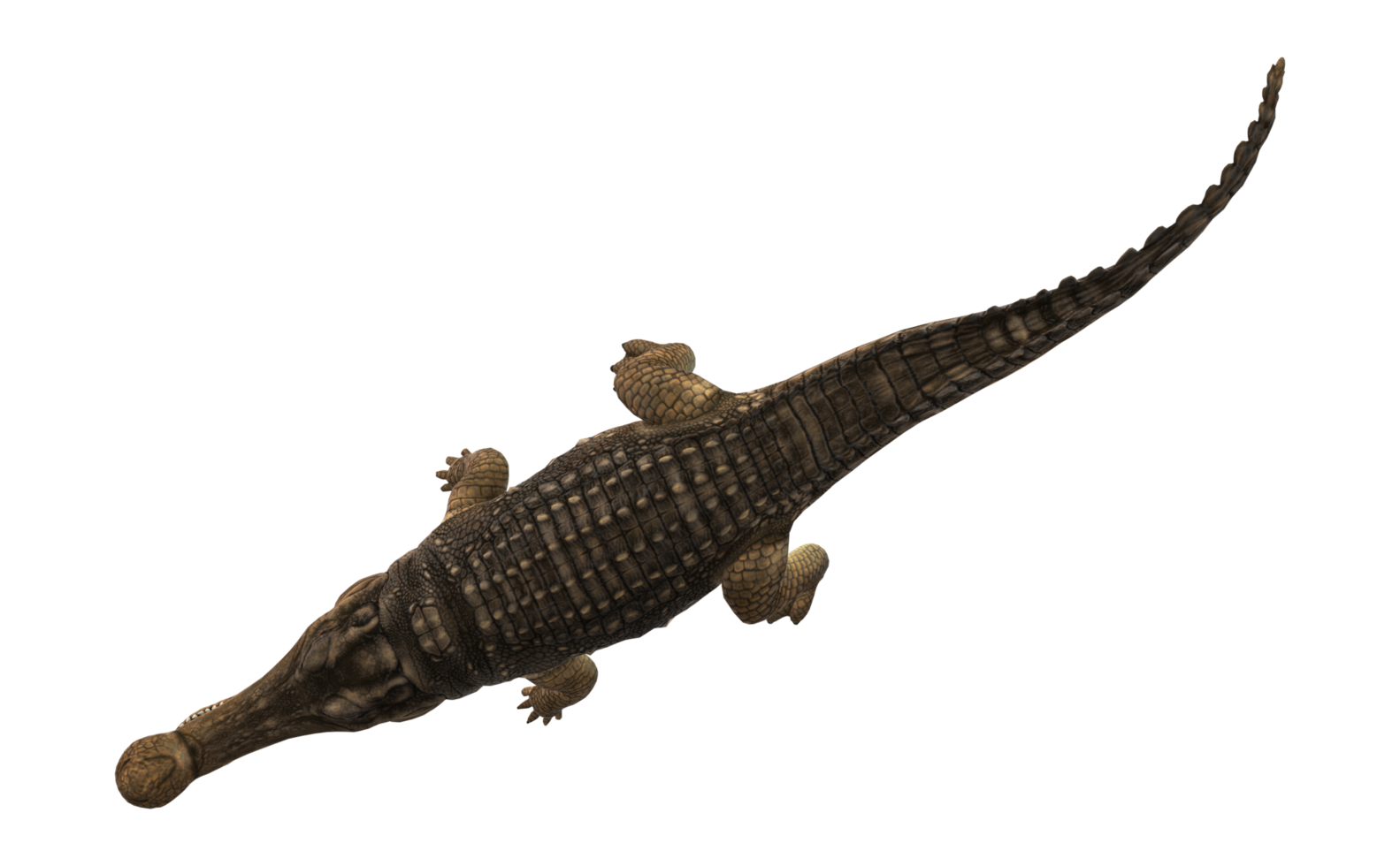 Sarcosuchus Crocodile isolated on a Transparent Background png