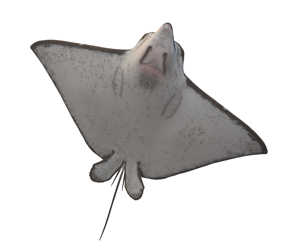 Stingray Fish isolated on a Transparent Background png