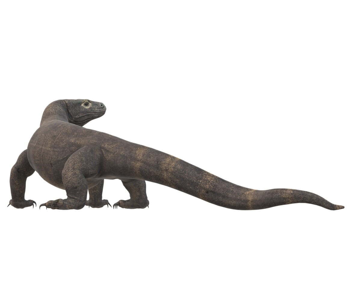 Komodo Dragon isolated on a Transparent Background png
