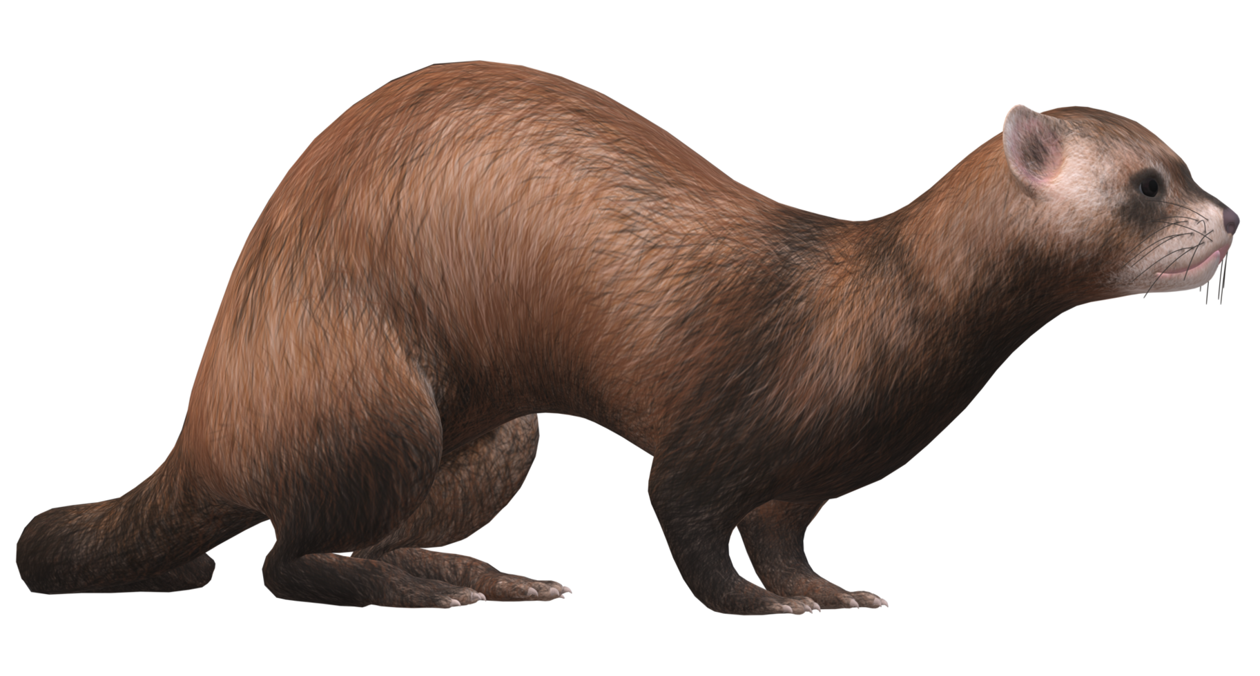 Ferret isolated on a Transparent Background png