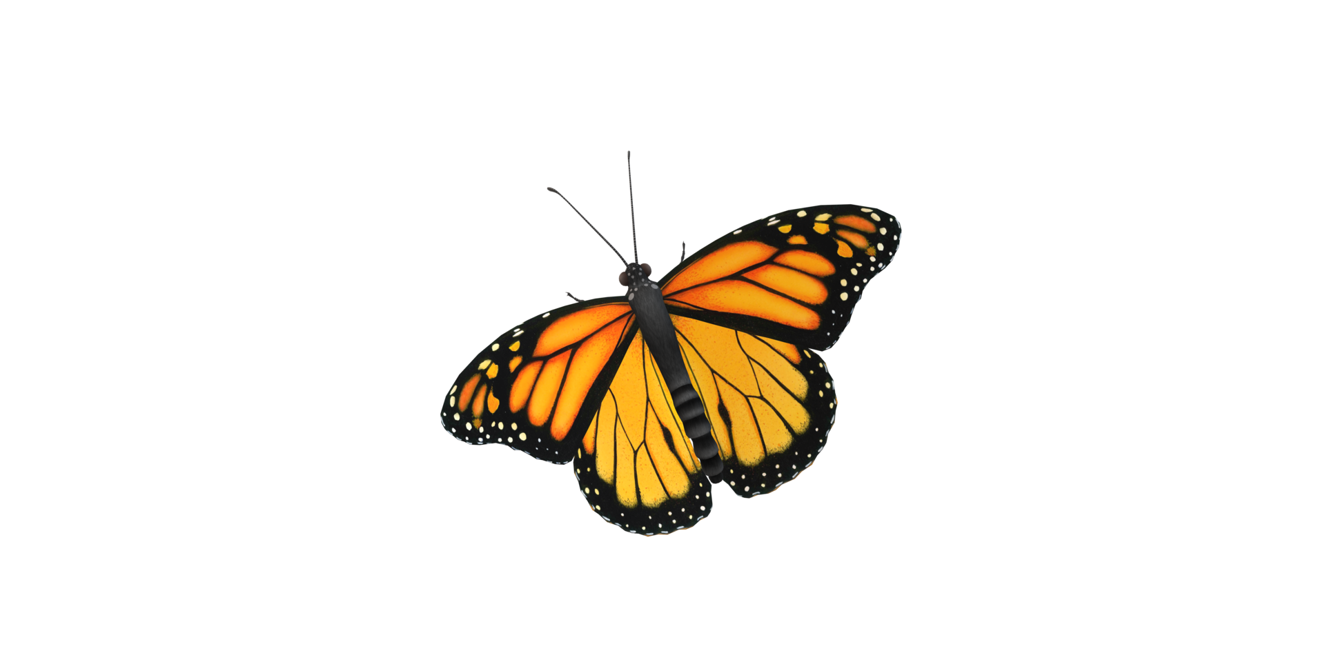 monarque papillon isolé sur une transparent Contexte png