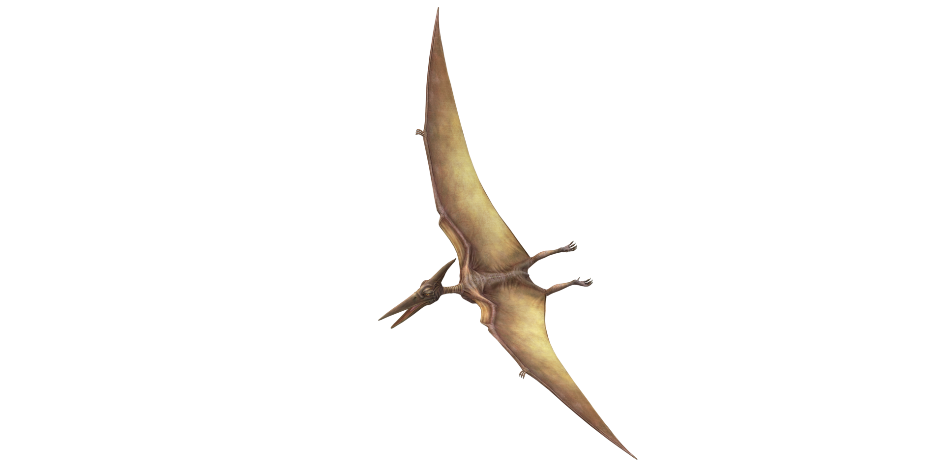 Free: Pterosaurs PNG File Download Free 