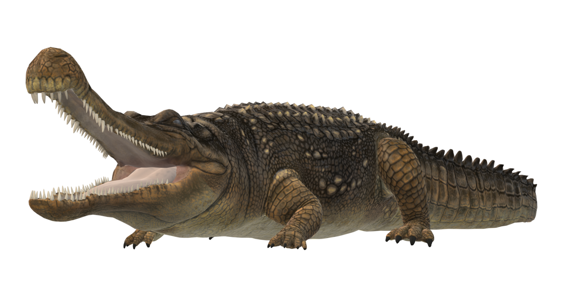 Sarcosuchus Crocodile isolated on a Transparent Background png