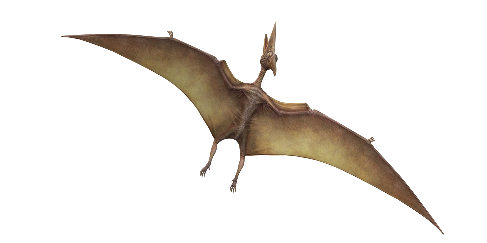 Pterodactyl isolated on a Transparent Background png
