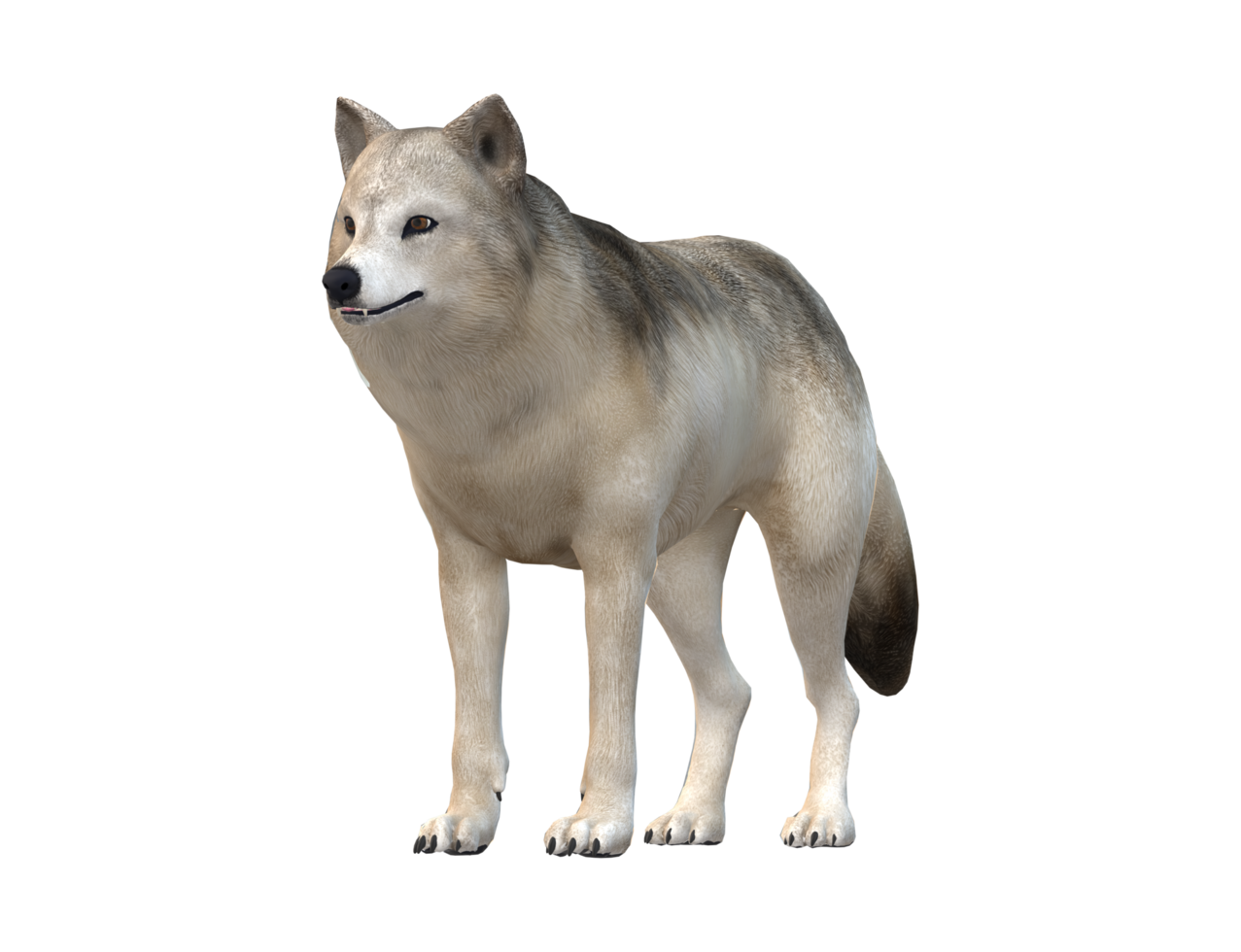Wolf isolated on a Transparent Background png