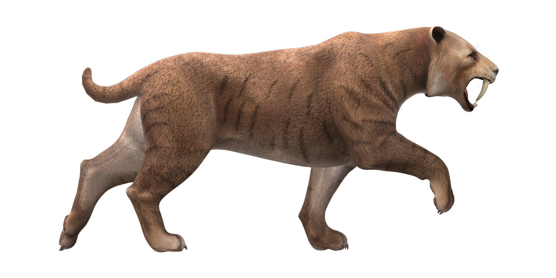 Sabre Toothed Cat isolated on a Transparent Background png
