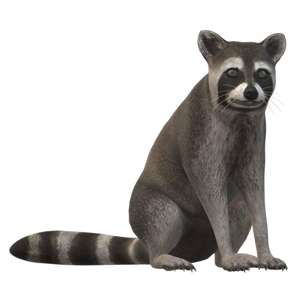 Raccoon isolated on a Transparent Background png