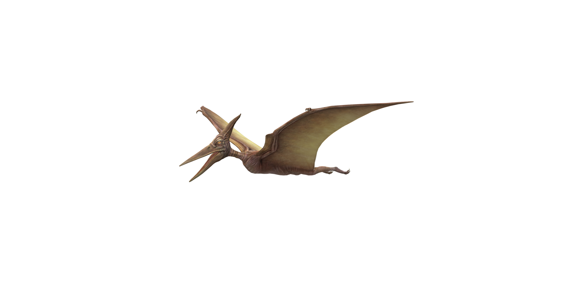 Pterodactyl isolated on a Transparent Background png