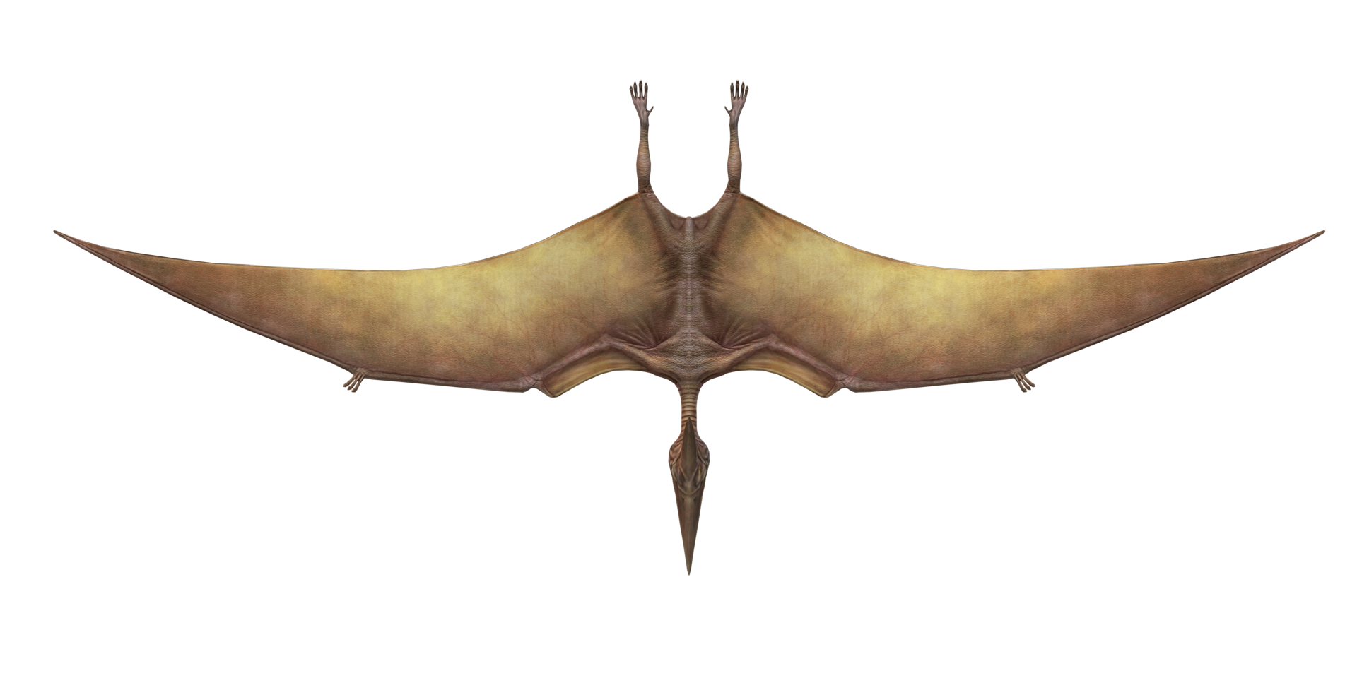 Pterodactyl isolated on a Transparent Background png