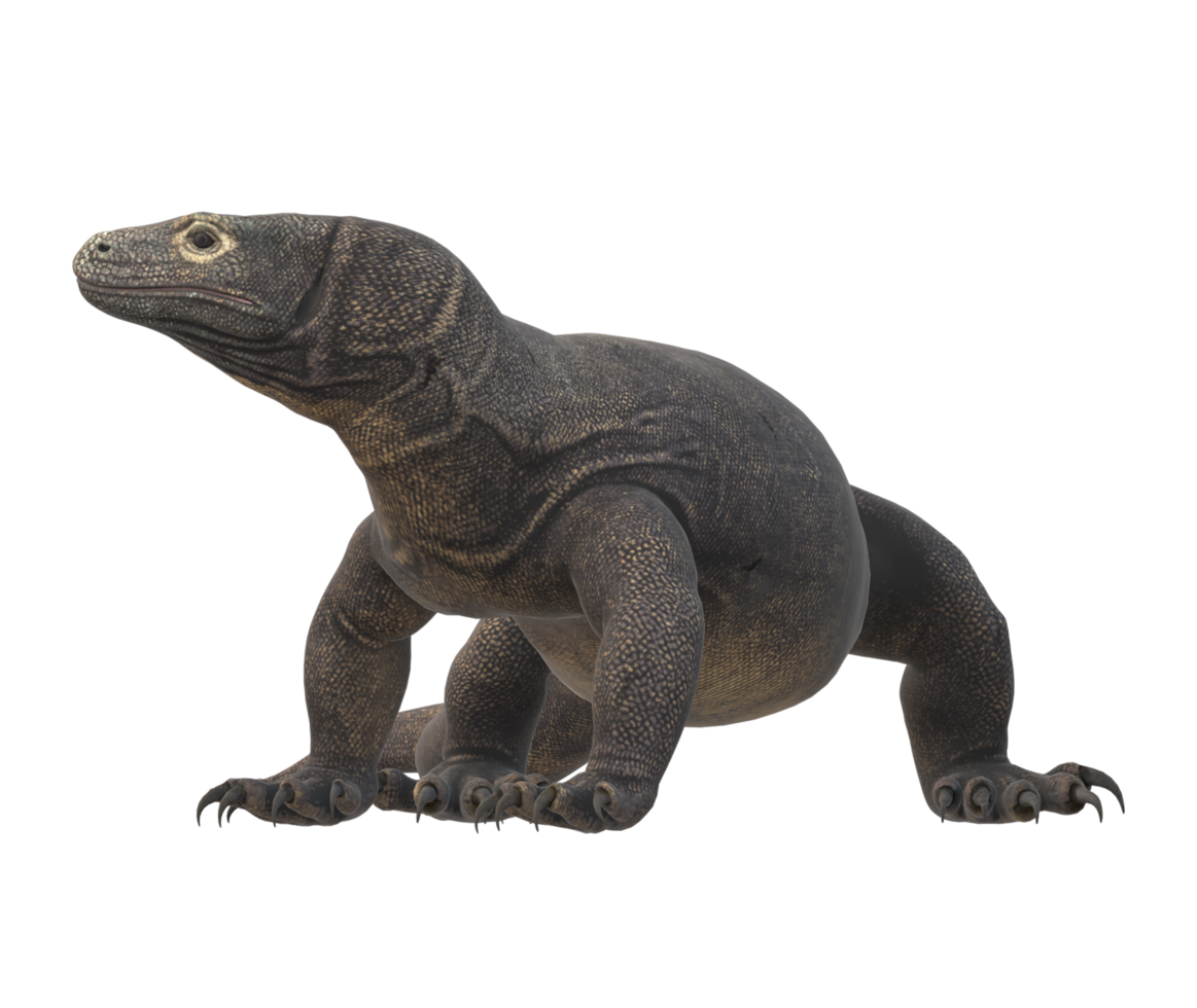 Komodo Dragon isolated on a Transparent Background png