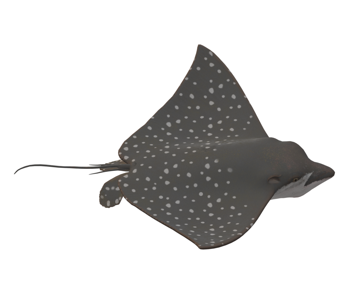 Stingray Fish isolated on a Transparent Background png