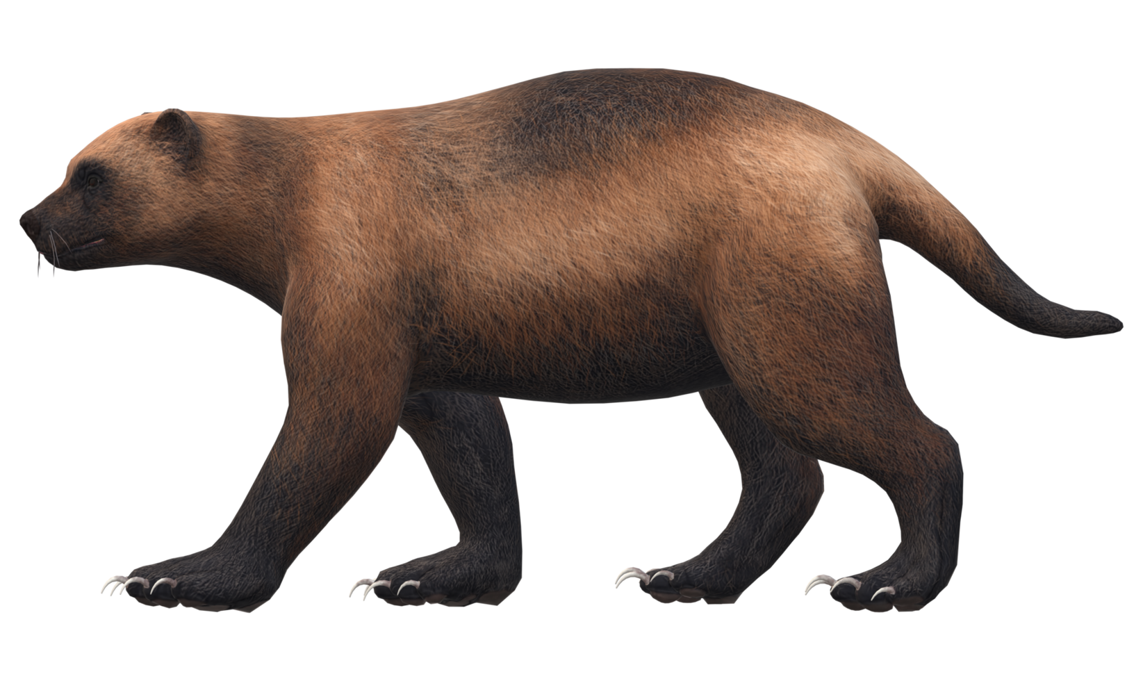 Wolverine isolated on a Transparent Background png