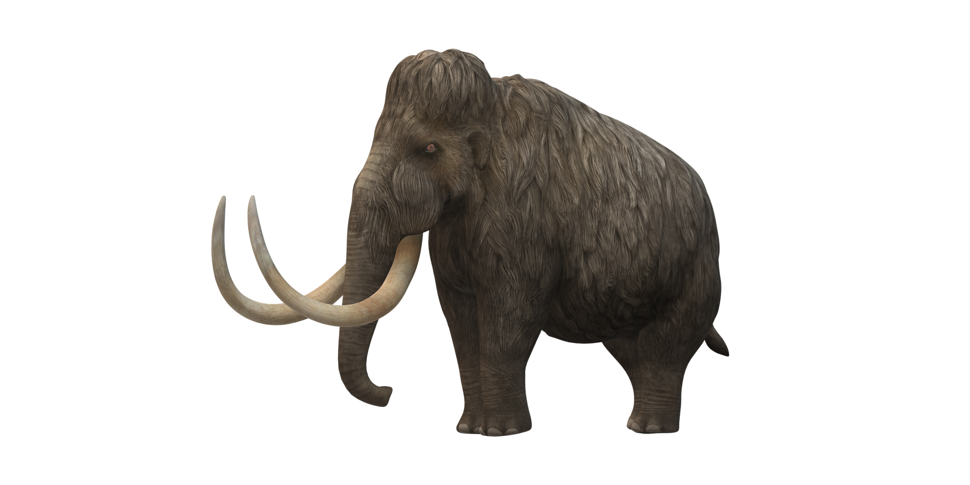Woolly Mammoth isolated on a Transparent Background png