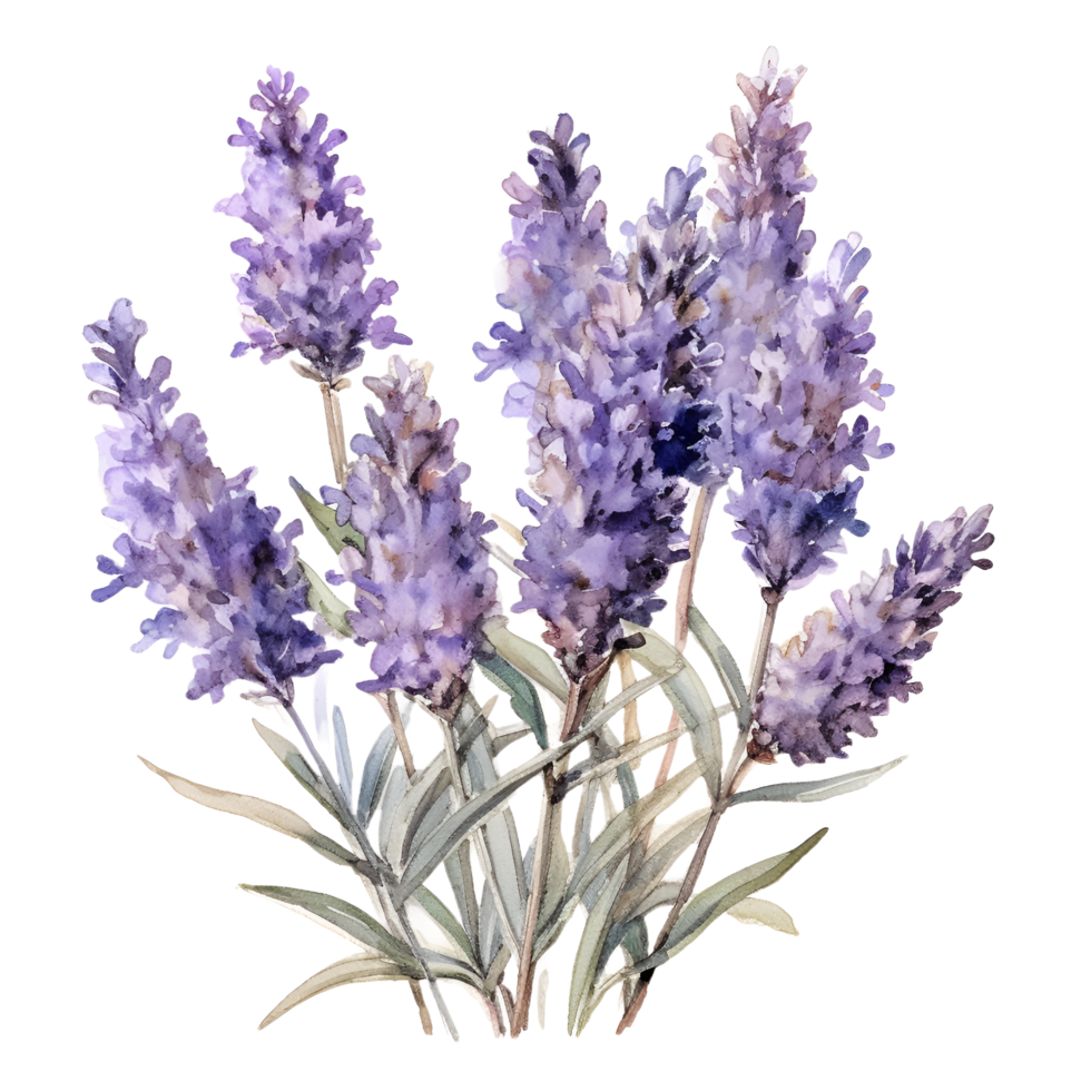 Lavender Flowers Plant Watercolor Clipart png