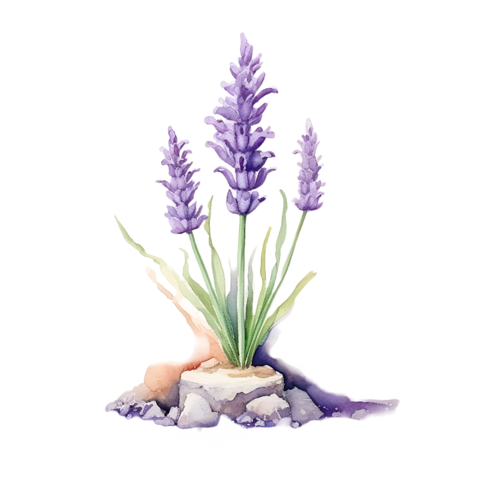 Lavender Flowers Plant Watercolor Clipart 24065355 PNG