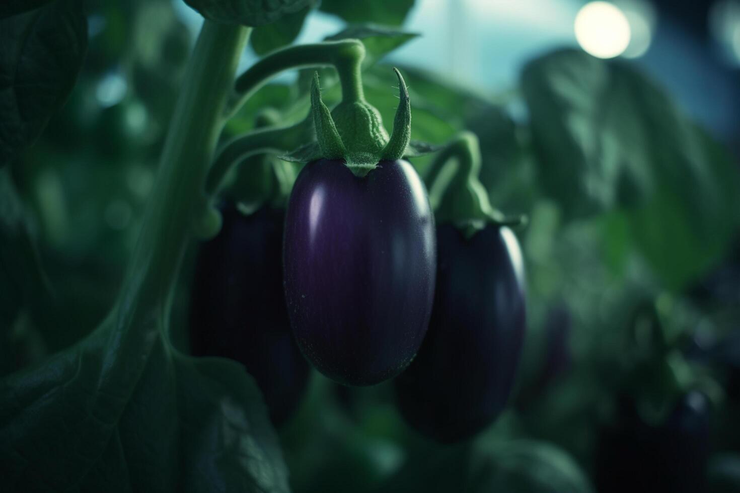 Artificial UV light cultivation of an eggplant photo