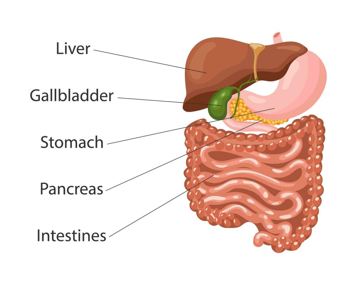 Human digestive system anatomy, infographic banner. Liver, stomach, pancreas, gallbladder, intestines. Medical concept. Vector